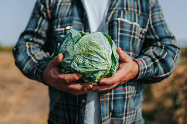 istock Harvest Time Close Up Farmer Hands Holding Fresh Cabbage 1760989387