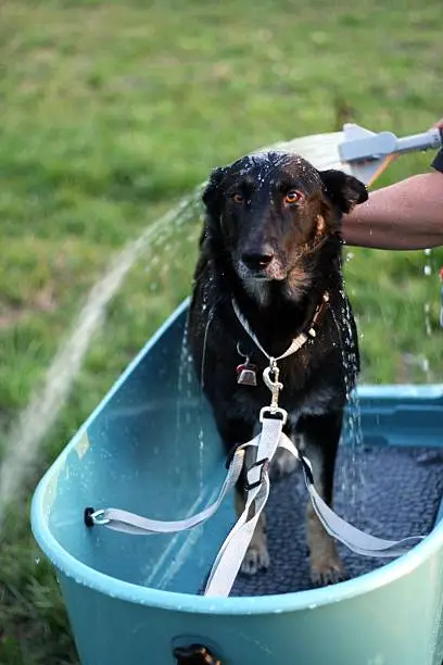 Photo of Washing the Dog