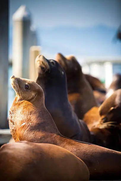 Photo of California Sea Lion (Zalophus californianus) at Pier 39