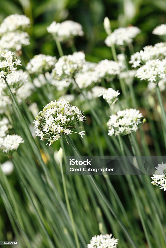 Aglio erba cipollina - Foto stock royalty-free di Cipollina tuberosa