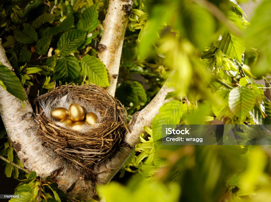 Golden Bird's Eggs in a Nest Golden eggs in a birds nest in a tree. Click on the link below to see more of my business images. Animal Egg Stock Photo