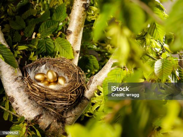Golden Birds Eggs In A Nest Stock Photo - Download Image Now - Animal Egg, Egg - Food, Gold Colored