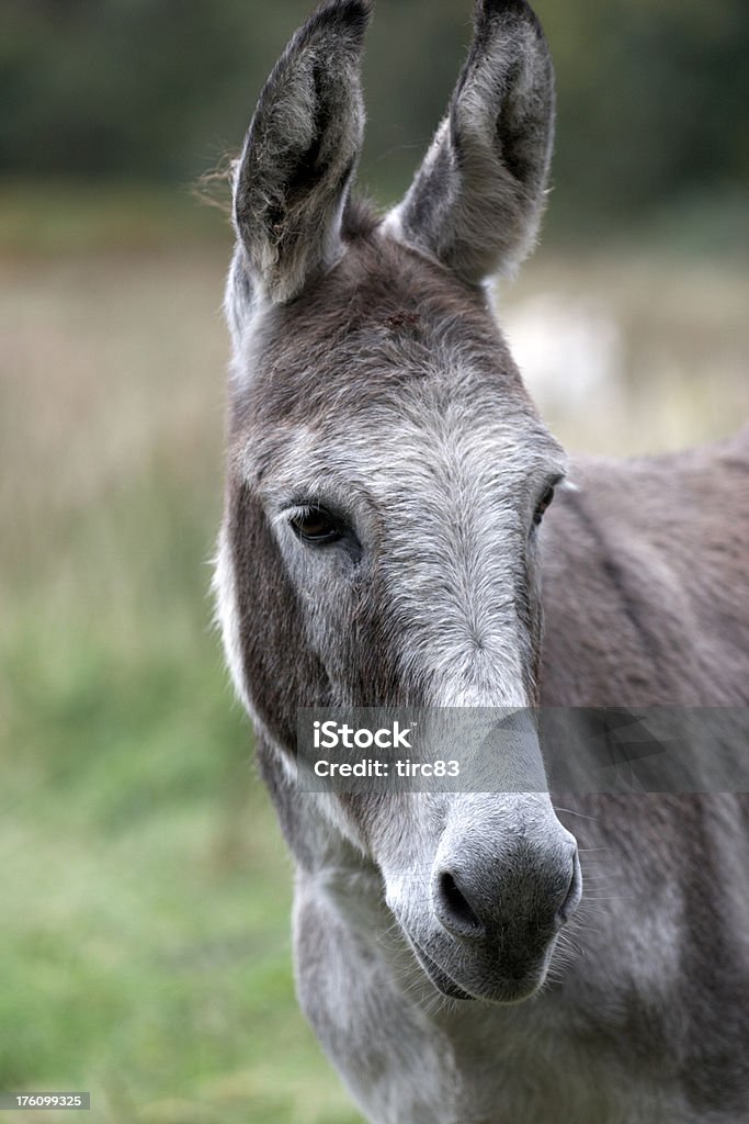 Burro en primer plano de - Foto de stock de Abrigo libre de derechos