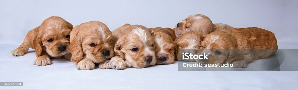 Seven puppies "Seven puppies of American cocker spaniel, two weeks old." American Culture Stock Photo