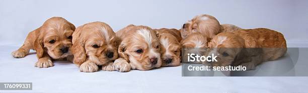Seven Puppies Stock Photo - Download Image Now - American Culture, Animal, Beige