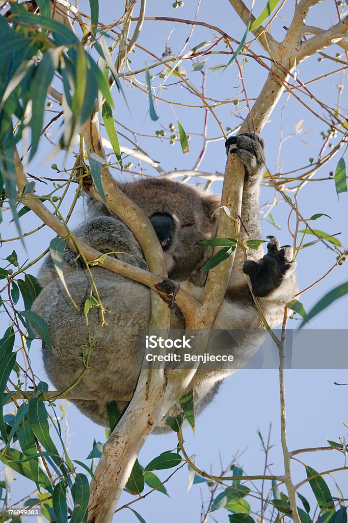 Dormir Coala - Royalty-free Animal Foto de stock