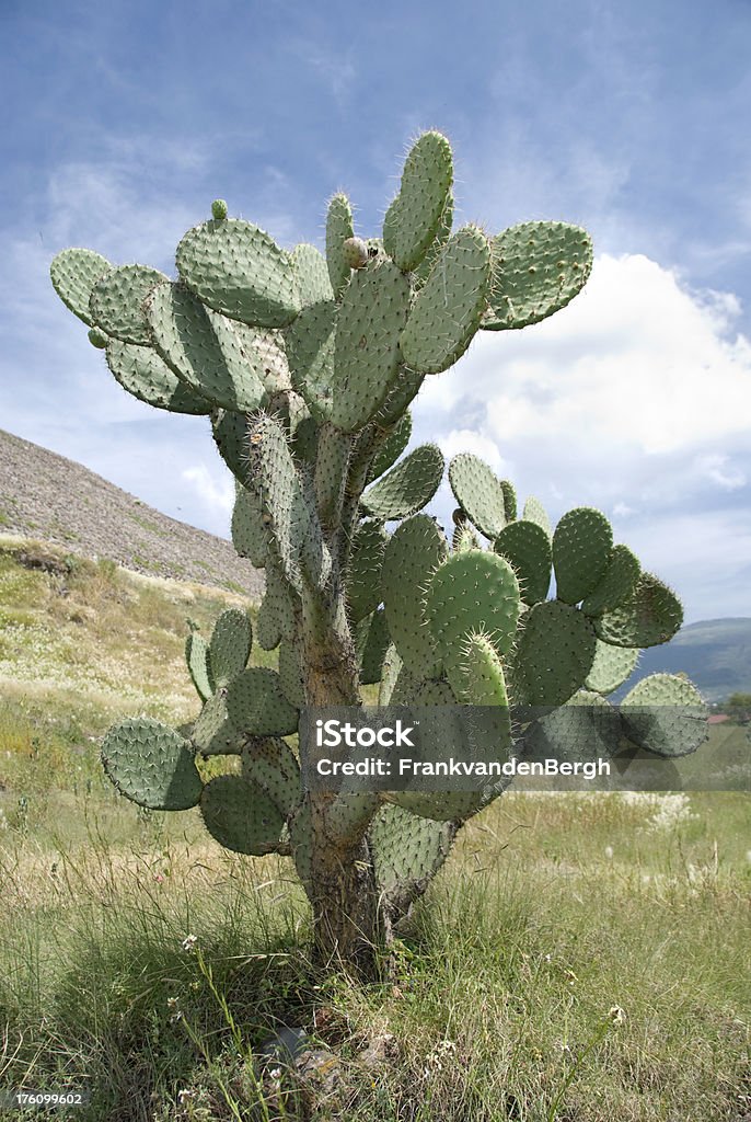 Prickly pear cactus - Zbiór zdjęć royalty-free (Bez ludzi)