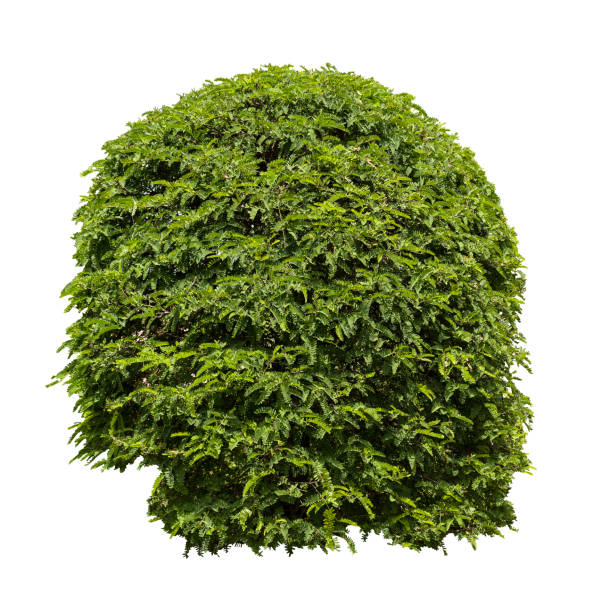 istock Tropical plant flower bush shrub tree isolated on white background with clipping path. 1760997116