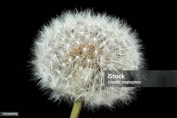 Dandelion Flower Stock Photo - Download Image Now - Black Color, Botany, Circle