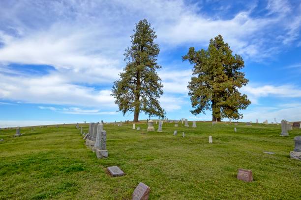 istock Two tall trees under a blue sky in a cemetery. 1761001975