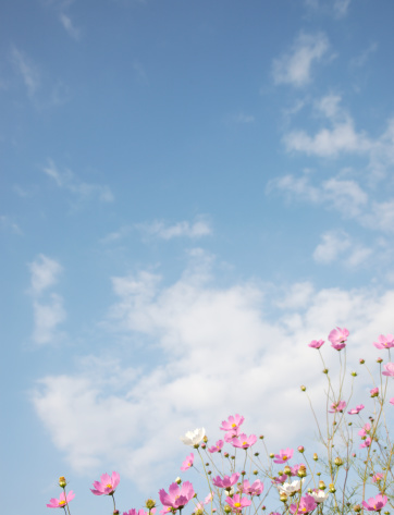 Pink and white cosmos flowers against a blue sky with a few clouds. Vertical.