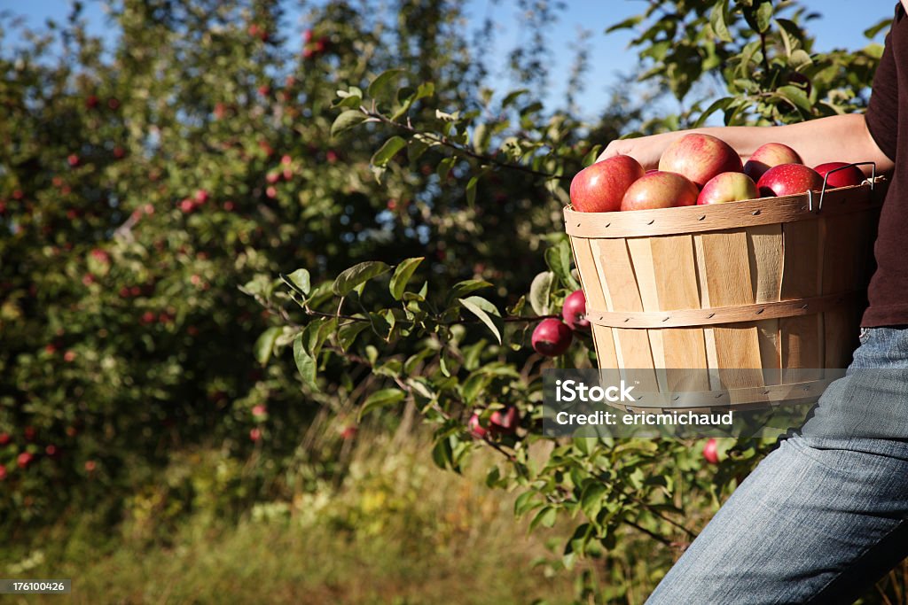 Academia Apple - Foto de stock de Fruta royalty-free