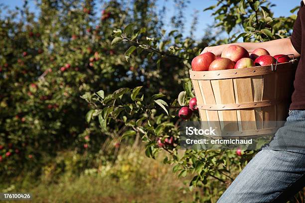 Foto de Academia Apple e mais fotos de stock de Fruta - Fruta, Agricultura, Canadá