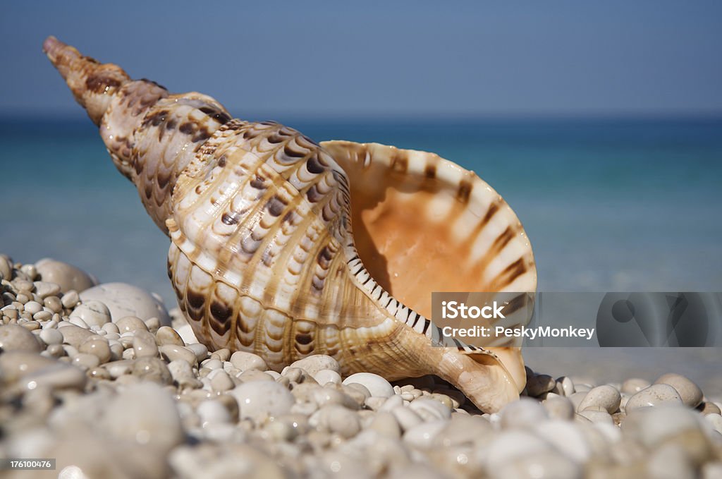Grande Concha do mar em praia de Rocky Triton - Royalty-free Concha do mar Foto de stock