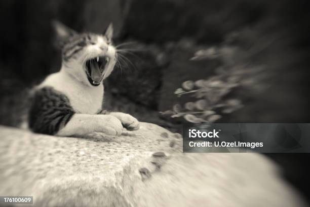 Cat Alone In Kyoto Stock Photo - Download Image Now - Animal, Black And White, Blurred Motion