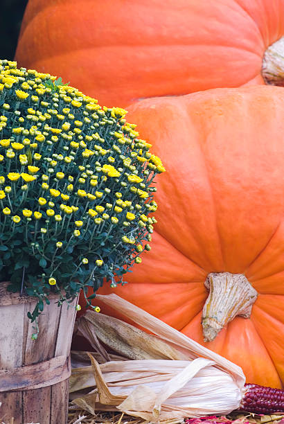 pumpkins e mamme per la vendita al mercato locale (viii - autumn corn indian corn decoration foto e immagini stock