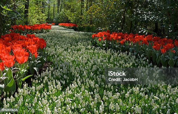 Fiorente Fiume - Fotografie stock e altre immagini di Bianco - Bianco, Muscari ignorato, Agricoltura