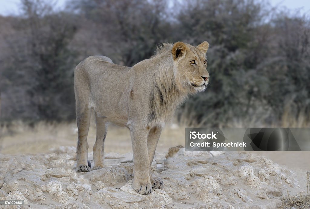 Jovem macho Leão Olhos Abertos - Royalty-free Animal Foto de stock