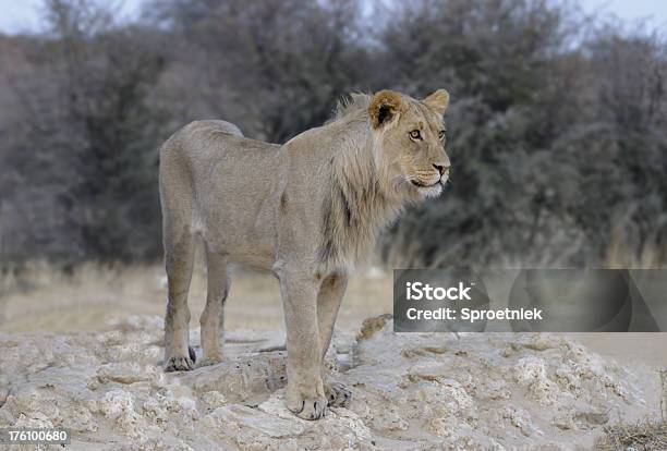 Jovem Macho Leão Olhos Abertos - Fotografias de stock e mais imagens de Animal - Animal, Animal macho, Animal selvagem