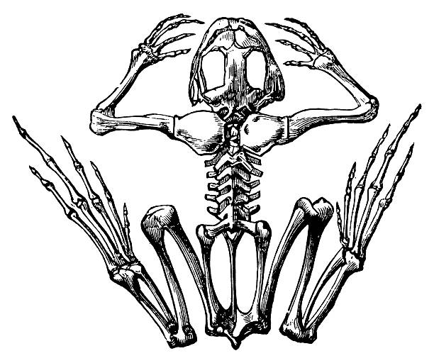 ilustrações de stock, clip art, desenhos animados e ícones de esqueleto de rã antigo ilustrações/ciência - white background close up frog amphibian