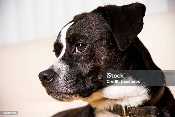 Portrait Of A Dog Stock Photo - Download Image Now - Beagle, Variation, Animal