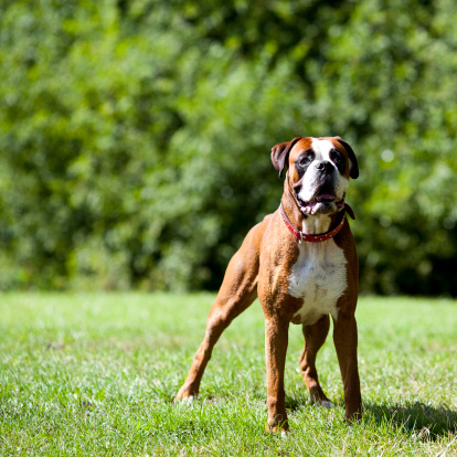 boxer ready to rumble... shallow depth of field.