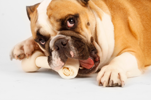 A young bulldog chews on a bone.To see more of my animal images click here: