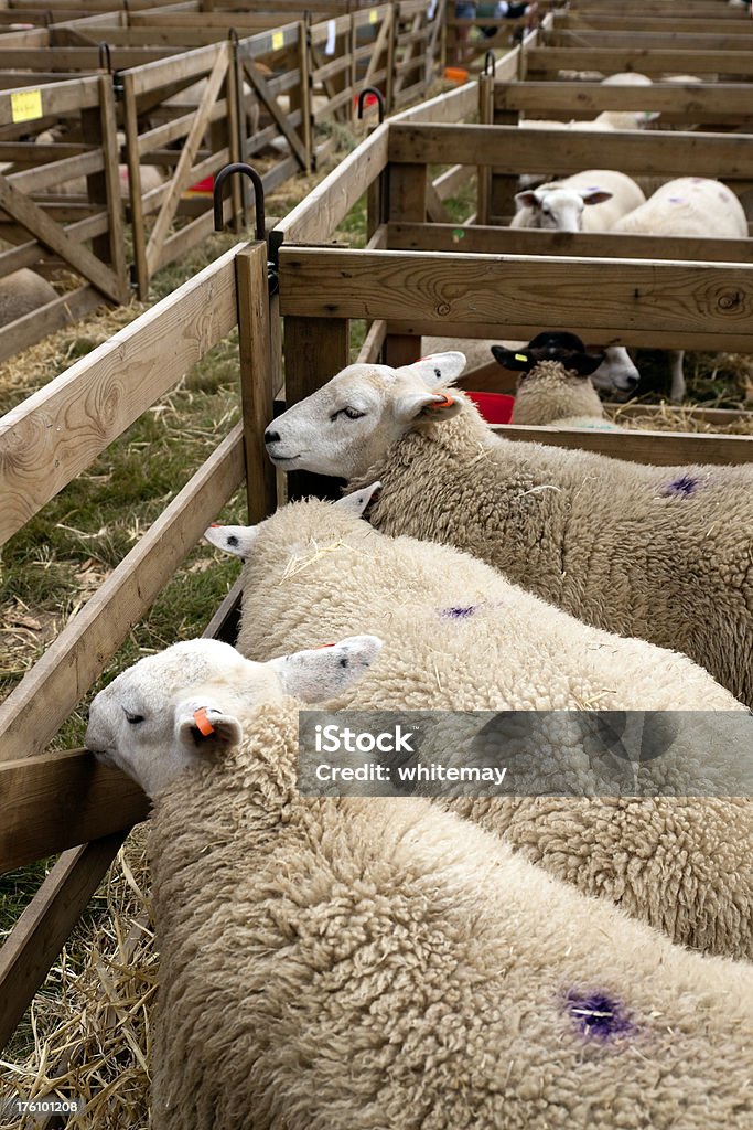 Agricultural Show - Sheep looking out of a pen Different varieties of sheep peering out of their pens at a rural agricultural show.Some animals from my portfolio. Please see my Animals and Agricultural Show lightboxes for more. Agricultural Fair Stock Photo