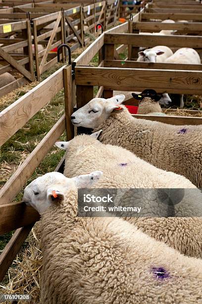 Agricultural Show Sheep Looking Out Of A Pen Stock Photo - Download Image Now - Agricultural Fair, Agriculture, Animal