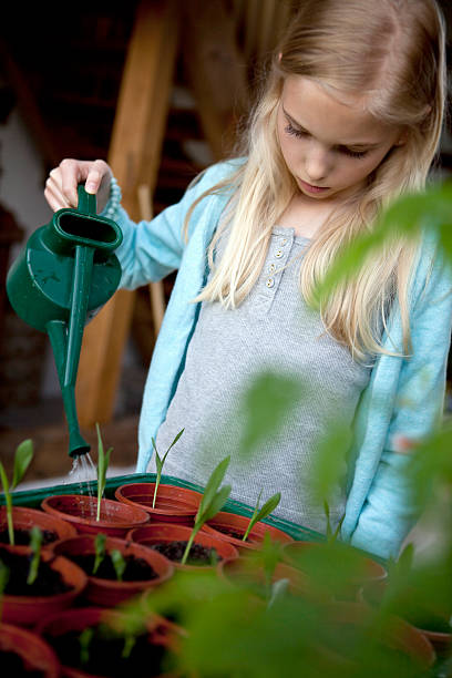 Gardening Girl Watering Maize Seedlings stock photo