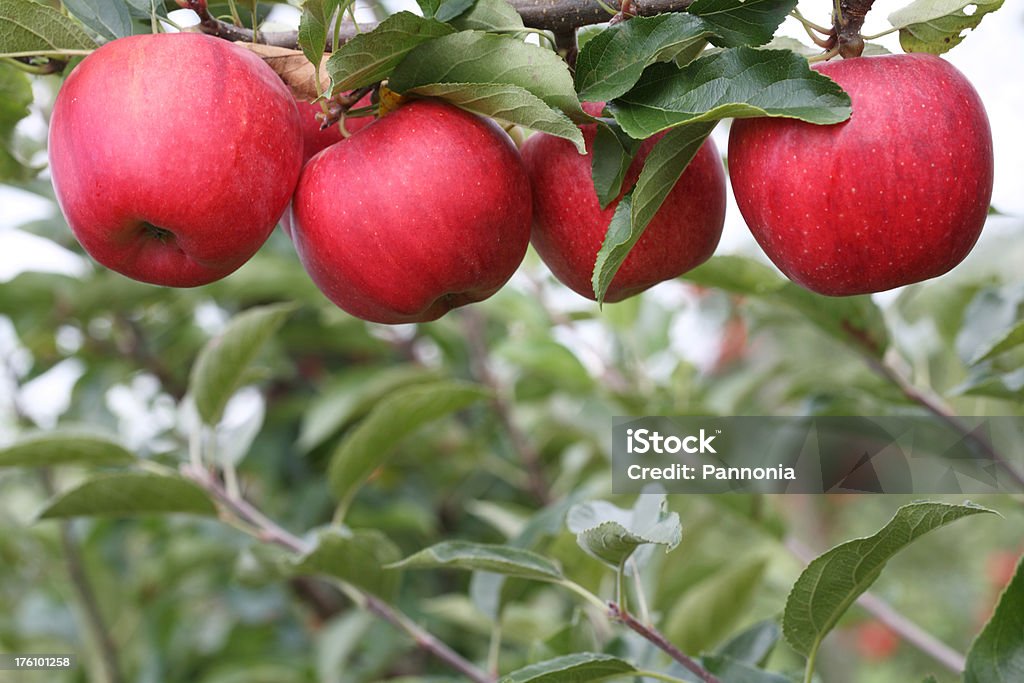 Albero di mele - Foto stock royalty-free di Albero da frutto
