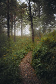 moody-woods.jpg?b=1&s=170x170&k=20&c=8XfKOStkCW-wHG2-YiJFFcpZgx4WMZO5YxBP53y7P7o=