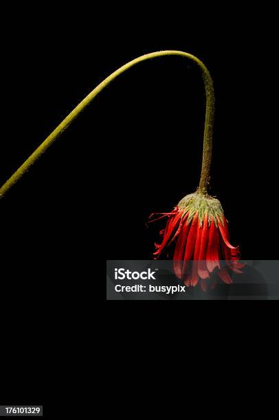 Gedämpfter Blume Auf Schwarz Stockfoto und mehr Bilder von Abgestorbene Pflanze - Abgestorbene Pflanze, Ausgedörrt, Blume