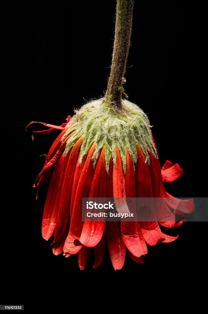 Wilted Flower on Black "Drooping, wilted flower.Other images in this series:" Black Background Stock Photo