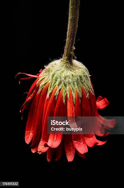 Wilted Flower On Black Stock Photo - Download Image Now - Black Background, Concepts, Cut Out