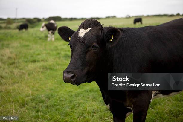 Friesische Kuh Im Feld Stockfoto und mehr Bilder von Agrarbetrieb - Agrarbetrieb, Farbbild, Farbton