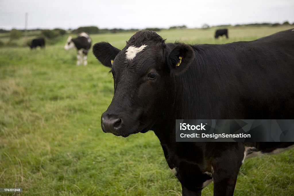 Фризские Корова в поле - Стоковые фото Без людей роялти-фри