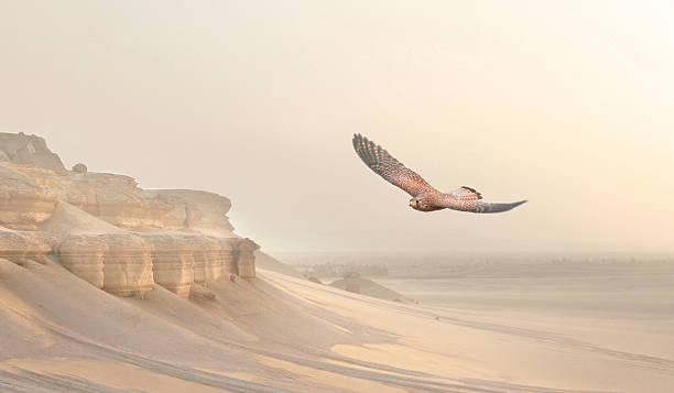 eagle impresionante en el desierto - fayoum fotografías e imágenes de stock