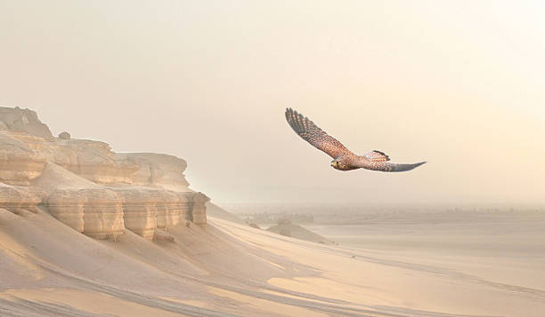 イーグルソアリング、砂漠 - fayoum ストックフォトと画像