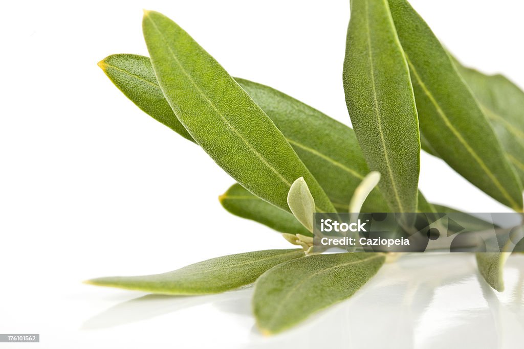 Olive Branch - Lizenzfrei Olive Stock-Foto