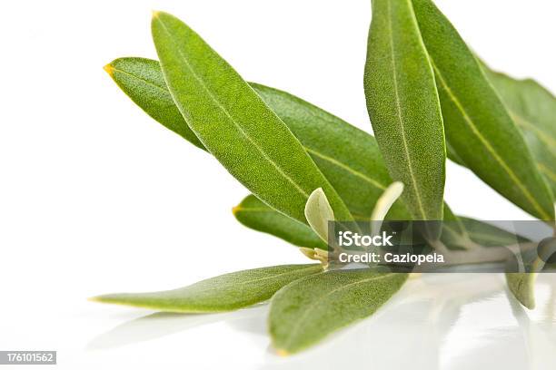 Olive Branch Stockfoto und mehr Bilder von Olive - Olive, Olivenbaum, Zweig