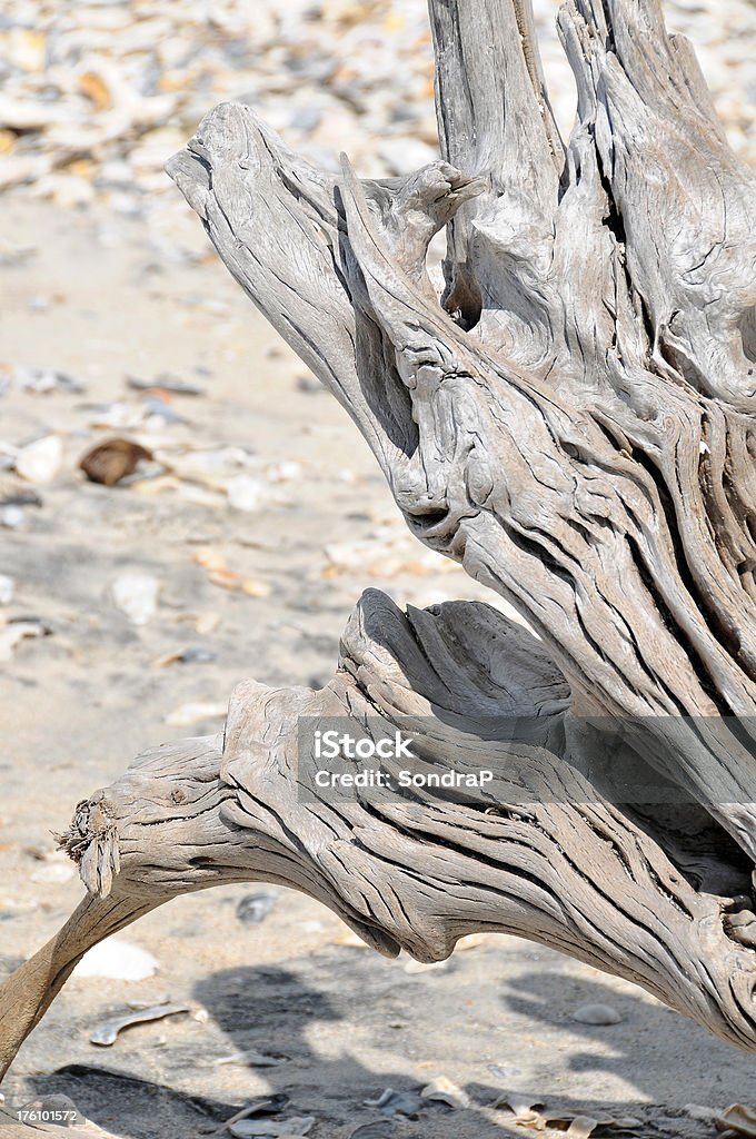 Resumen Driftwood - Foto de stock de Concha - Parte del cuerpo animal libre de derechos