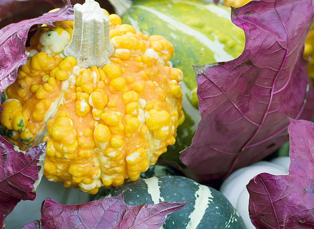 Colorful autumn arrangement with various pumpkins