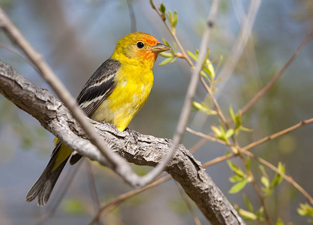 Western Tanager Western Tanager piranga ludoviciana stock pictures, royalty-free photos & images