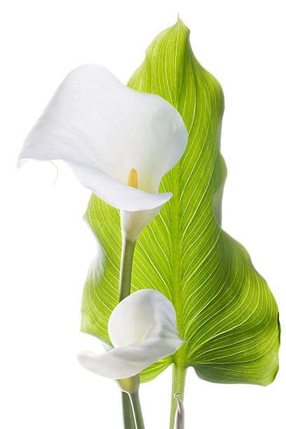 calla (percorso di residuo della potatura meccanica) xxl - lily calla lily flower single flower foto e immagini stock