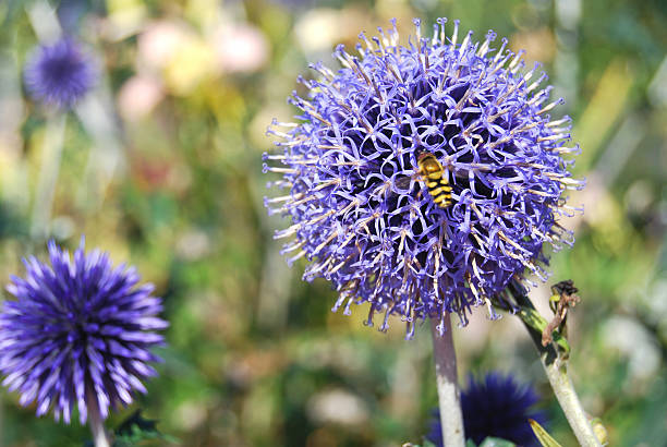 Taplow Blue (Echinops bannaticus) stock photo