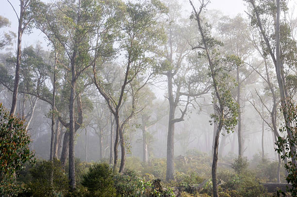 Tasmanian Forest in fog "Trees in fog forest in Tasmanian forest, AustraliaRelated Images:" australian forest stock pictures, royalty-free photos & images
