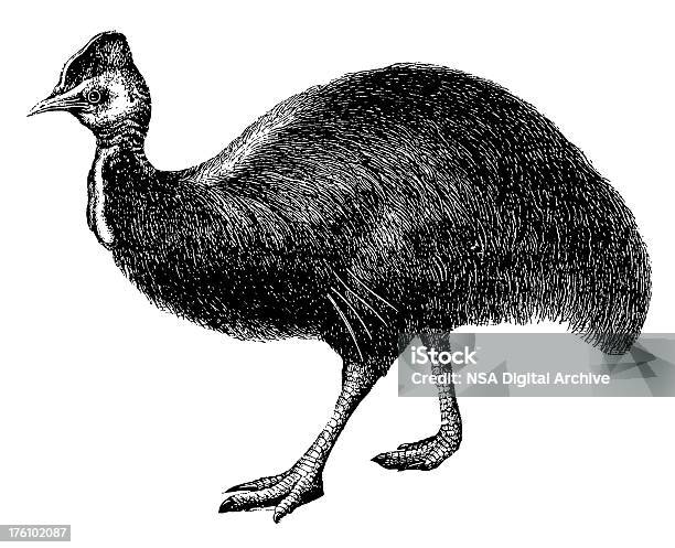 Kazuar Antyczny Ptak Ilustracje - Stockowe grafiki wektorowe i więcej obrazów Antyczny - Antyczny, Bez ludzi, Białe tło
