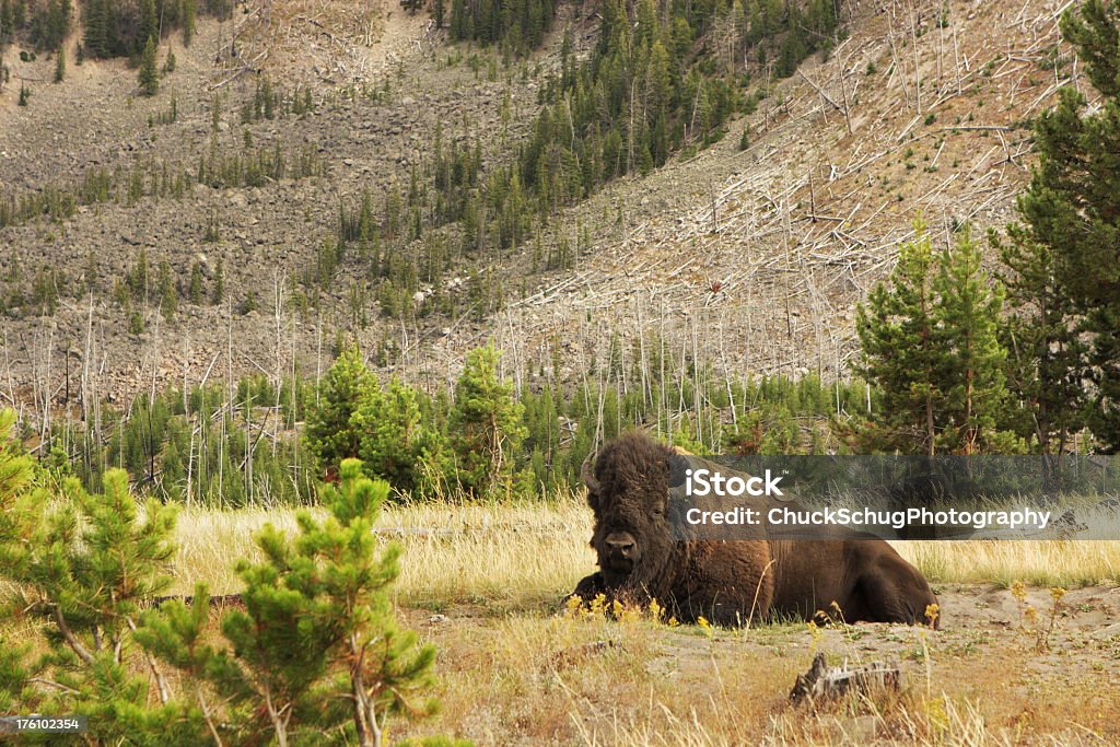 Bisonte de Buffalo Animal baño de lodo - Foto de stock de Acicalarse libre de derechos