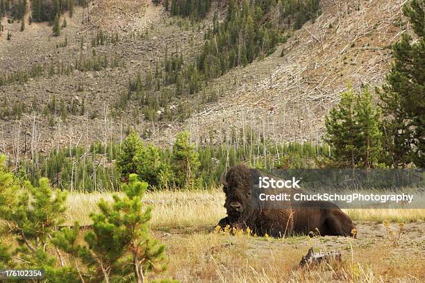 Bisonte De Buffalo Animal Baño De Lodo Foto de stock y más banco de imágenes de Acicalarse - Acicalarse, Aire libre, Animal